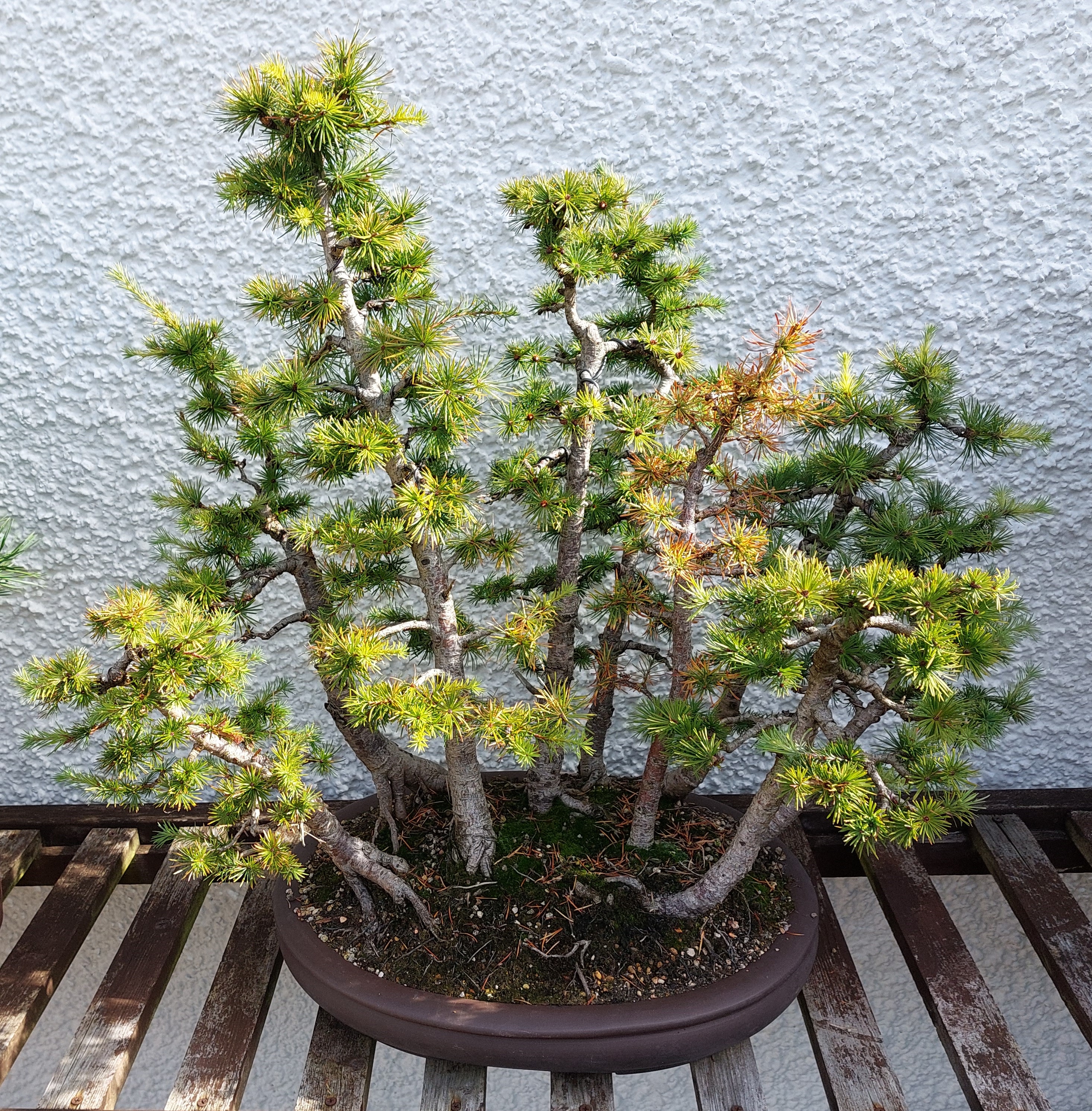 Larch Group